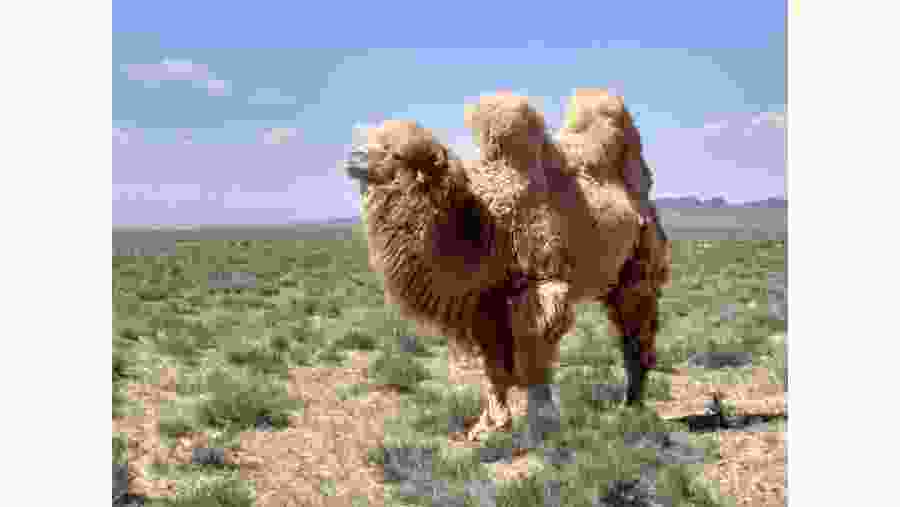 Bactrian Camel