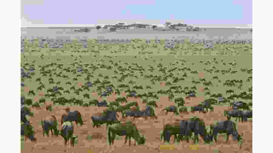 Witness the Astounding Wildebeest Migration