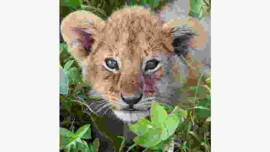 Lion Cub at Ngorongoro Conservation Area