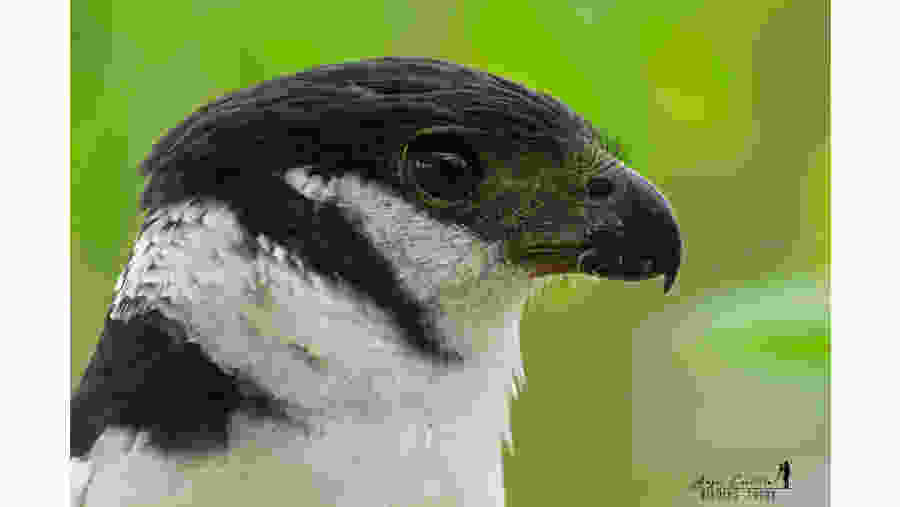Falcon on birding trip to Xocén