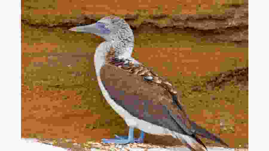 Blue-footed booby spotted in Espanola Islands
