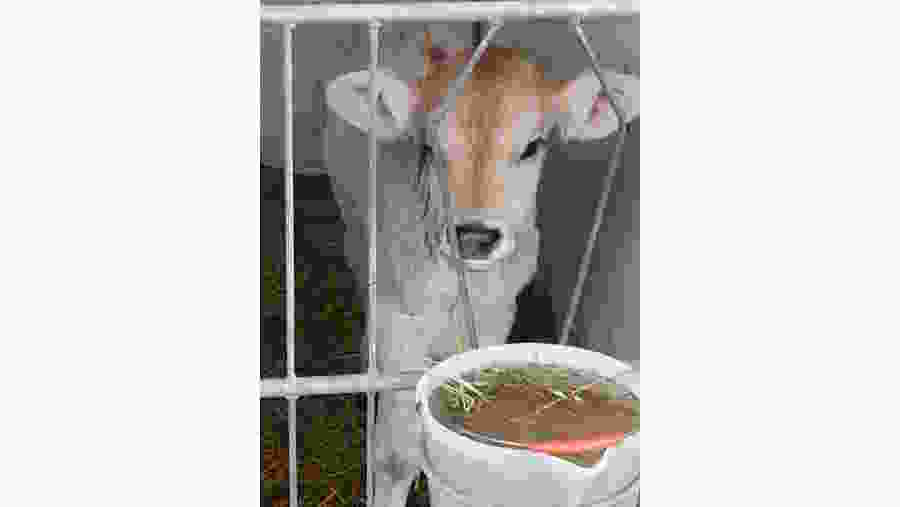 Sara Cologni - Bruna Alpina Cow