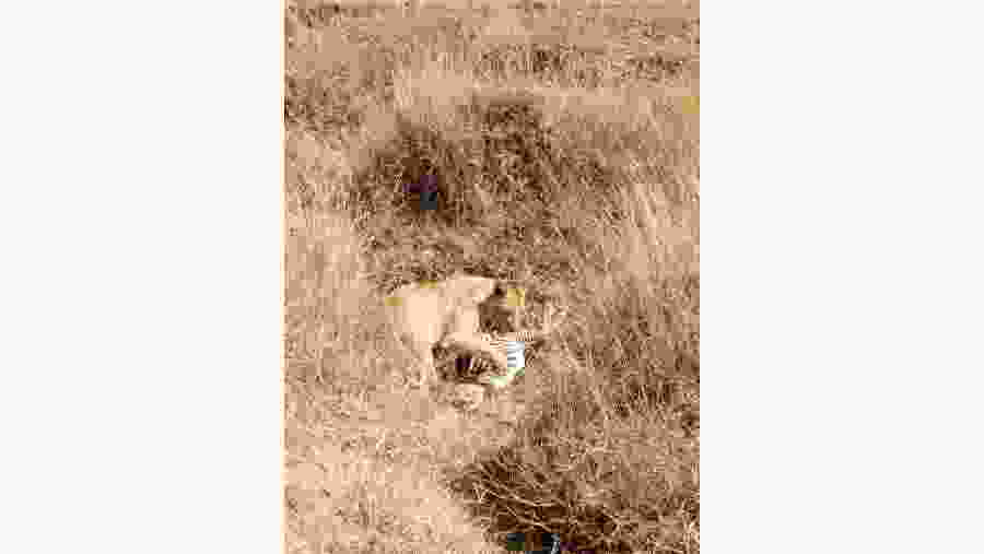 lioness and her prey