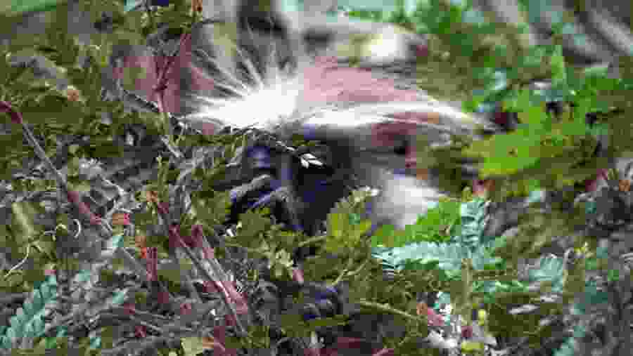 Spot wild animals
