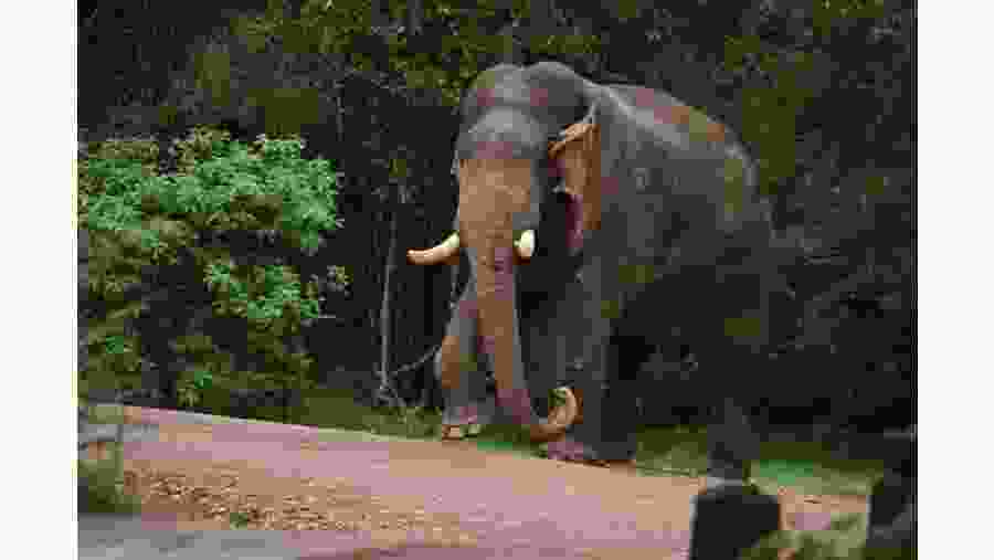 Spot elephants in Wilpattu National Park