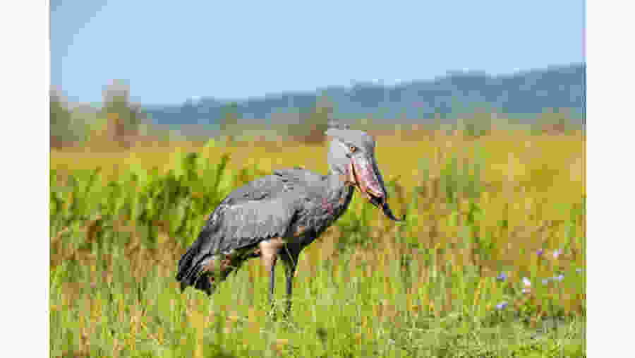 Birdwatching