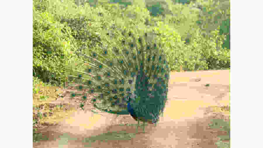 Yala National Park