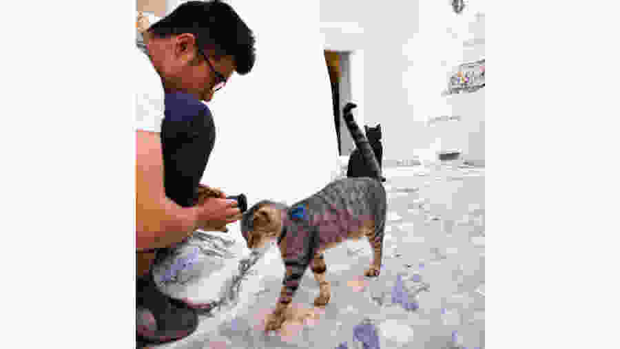 Local cats