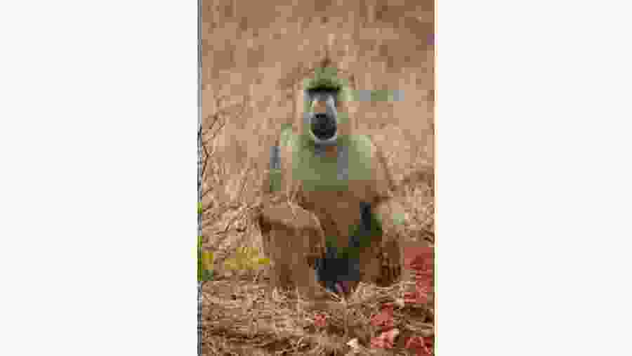 Baboon at Tsavo East National Park