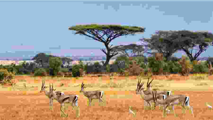 Enjoy the African Safari