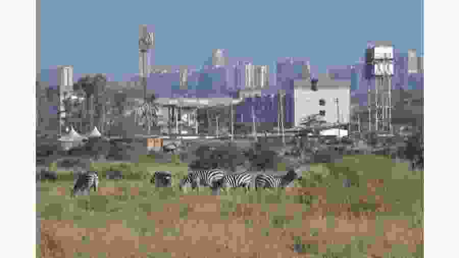 Witness the African wildlife