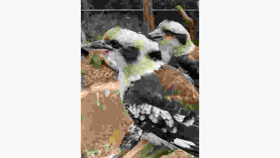 Kookaburra