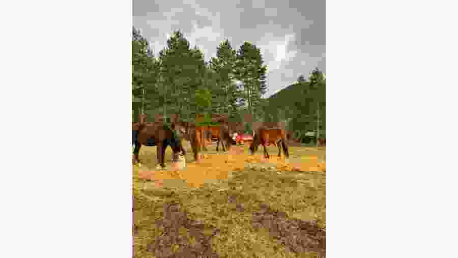 Horse riding in Albania