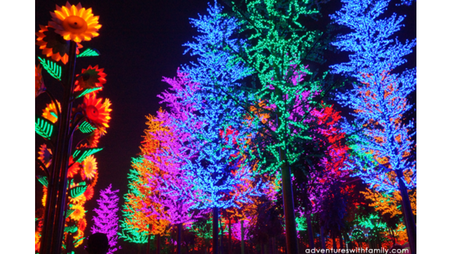 Brightly lit trees