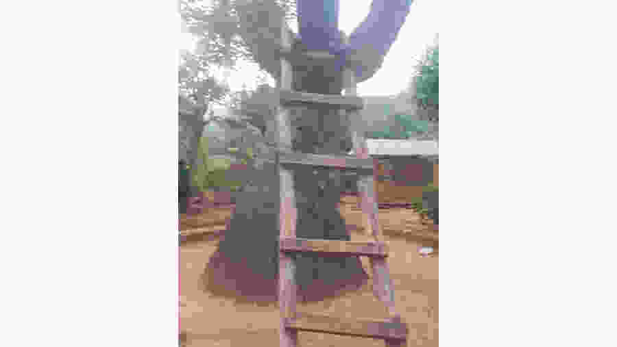 Mysterious 3 Headed Palm Tree at Boti, Ghana