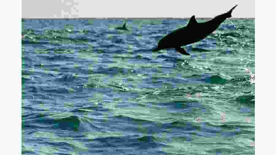 Watch dolphins swirling in Kalpitiya, Sri Lanka