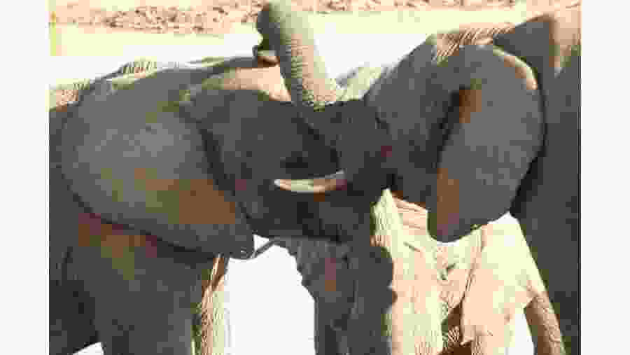 Elephants in the Addo Elephant National Park