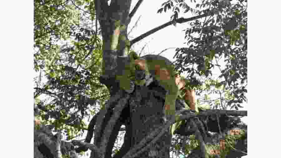 Tree Climbing Lion