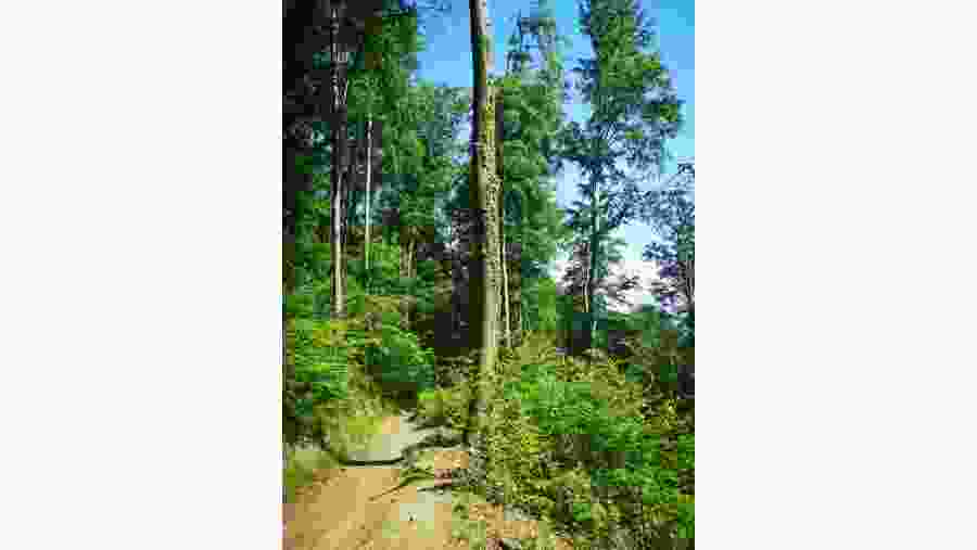 Mountain trail