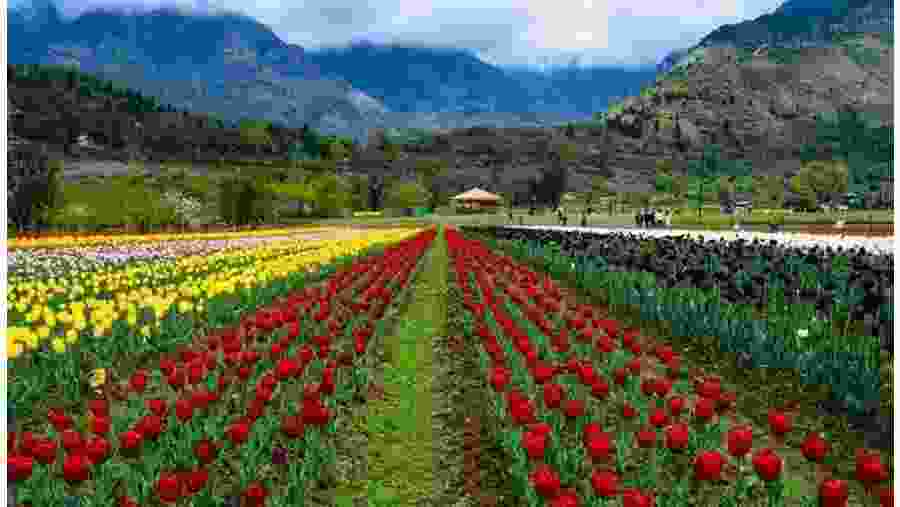 Tulip garden
