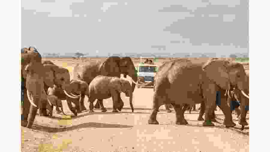 View Elephants on game drives