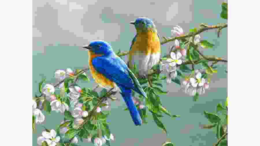 Bird Watching