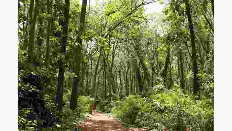 Rau Forest