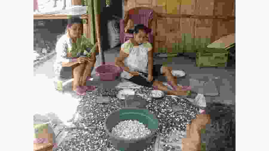 The two village farmers crack candlenuts to get the nuts