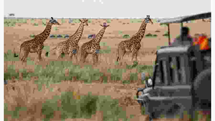 Safari Experience