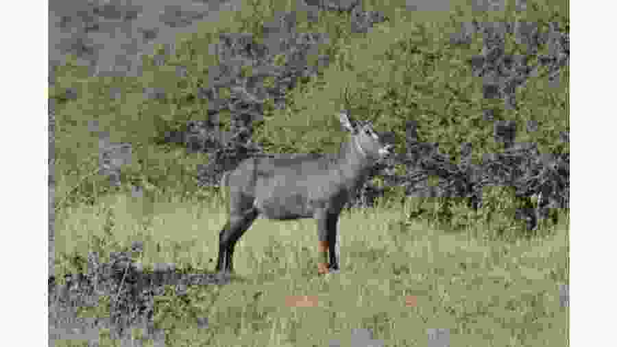 Witness the African wildlife