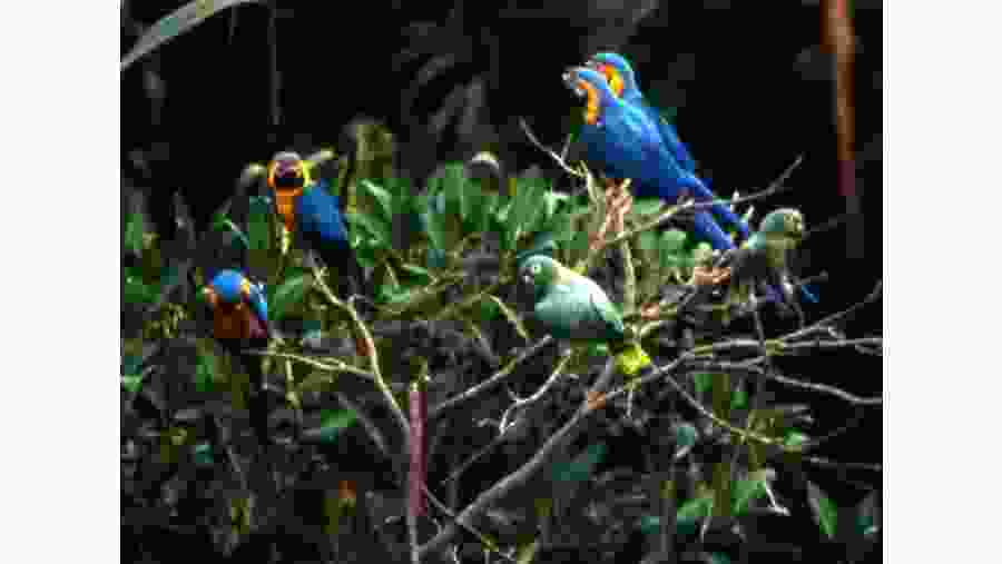 Macaws Claylick or collpa