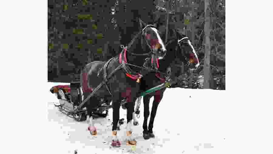 Horse-drawn sleigh ride in Zakopane
