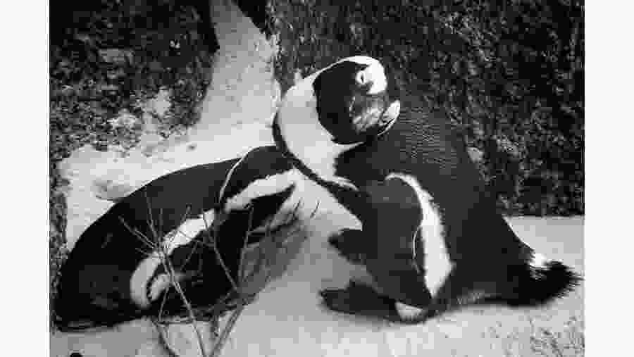 Penguins at Boulders Beach