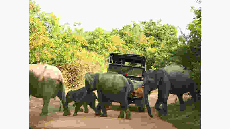 Yala National Park