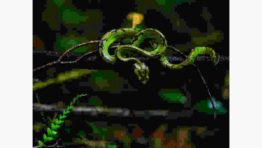 Sinharaja Forest Reserve