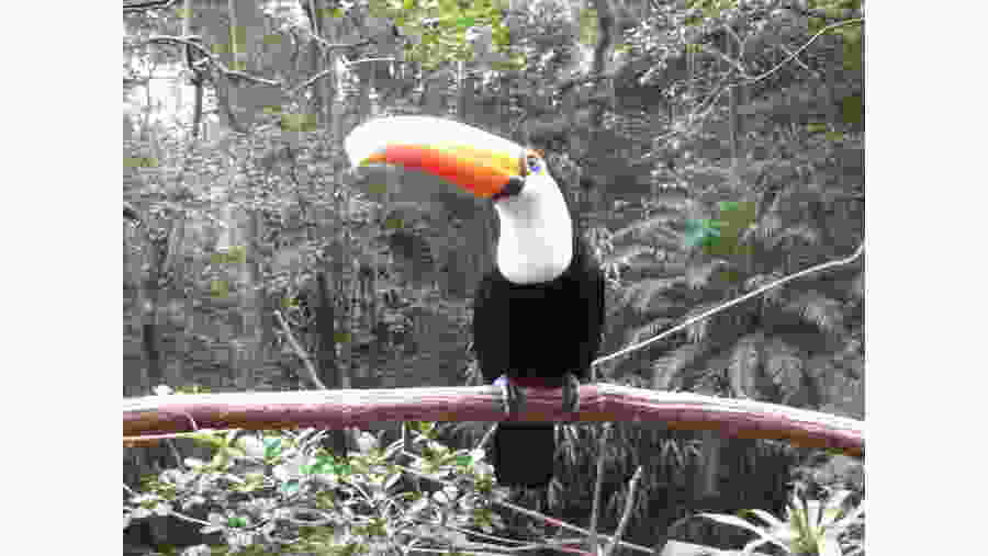 Spot rare birds like Toucans