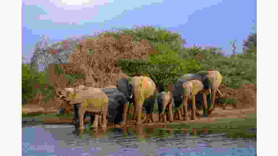 Group of elephants at Kruger National Park