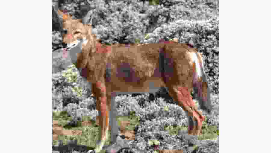 Ethiopian wolf