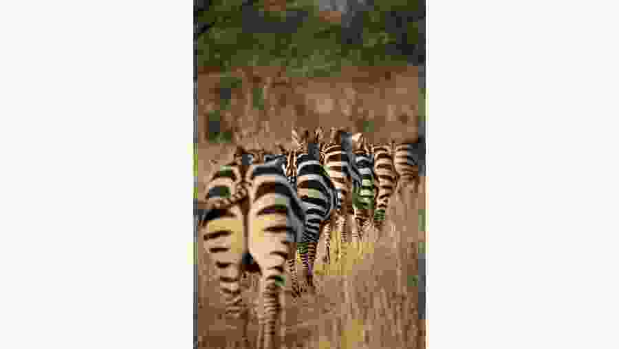 Zebra's moving in the Park