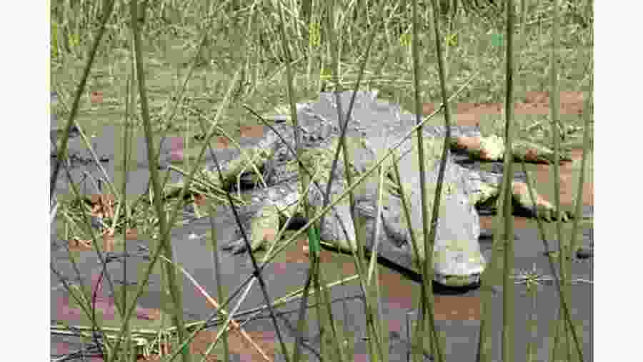 Crocodiles At Lake Chamo