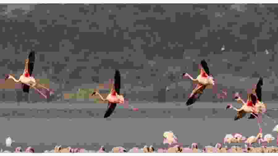 Flamingos at Lake Nakaru