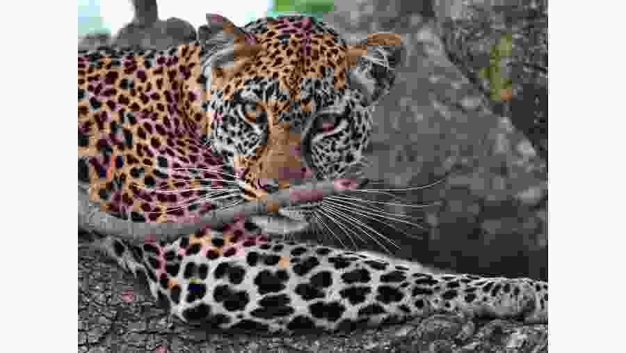 Admire the African leopard