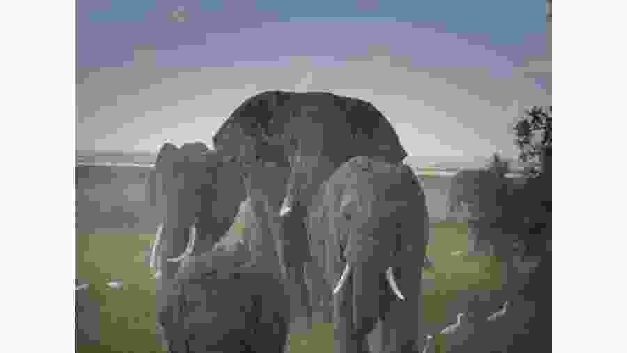Elephants