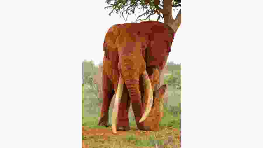 Elephants in the wild