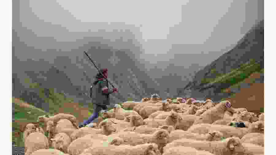 Shepherd with his sheeps