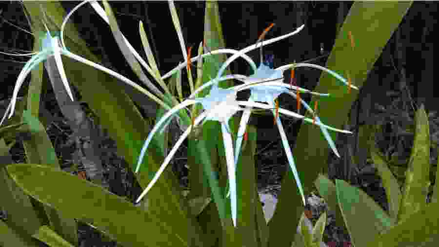 Himenocallis Litoralis