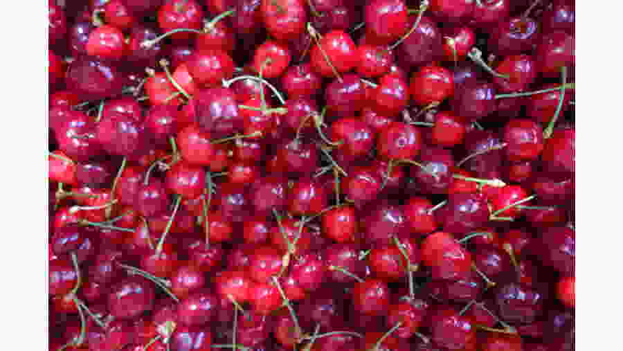 Try Golan Cherries