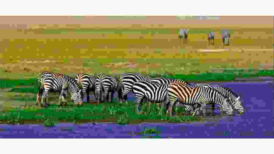 Zebras in Amboseli