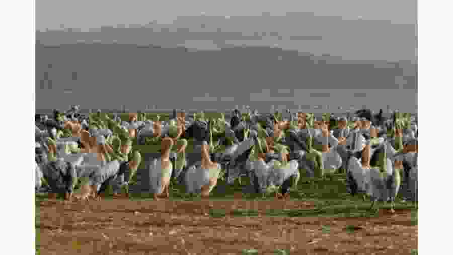 Lake Nakuru, Active Travel, Epic Active Adventures, YHA Kenya Travel, Epic Tours Safaris, Wildlife Safaris, Safari Bookings, Masai Mara Kenya Safari, Active Holidays in Kenya , African Safari, The Big Five  Animals