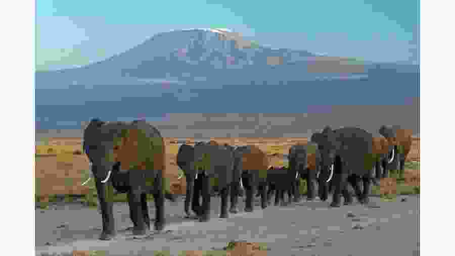 Elephants and Mt. Kilimanjaro in the background